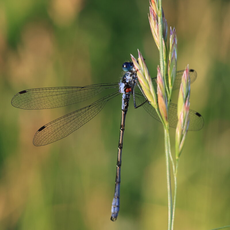 в 4 утра - александр 