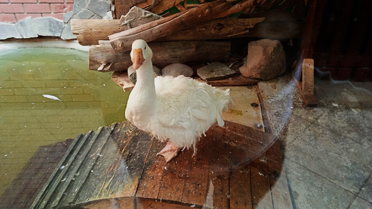 зоопарк  кудрявый гусь - Елена Шаламова