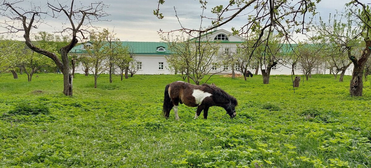Яблоневый сад усадьбы Ясная Поляна - ИРЭН@ .