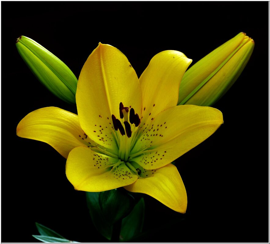 ЛИЛИЯ... - Elvira E. ЛИЛИЯ... - Elvira E.