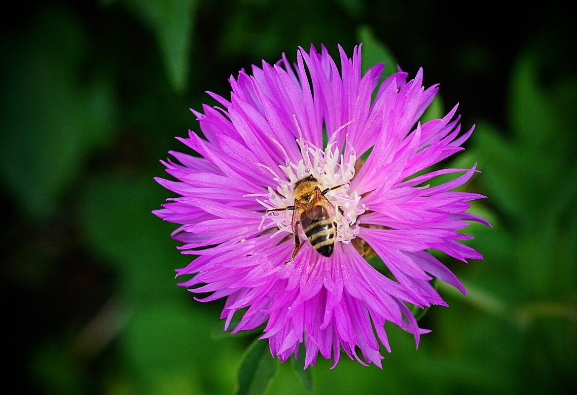 ...моя пррелесть....)) - Александр Герасенков