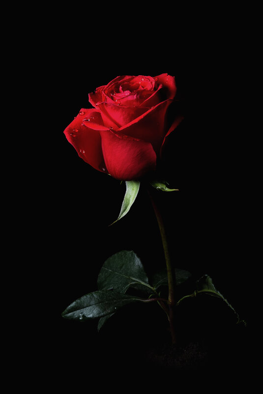 Роза - Александр ...