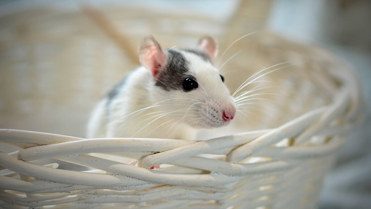 Мышь - Александр Бочериков