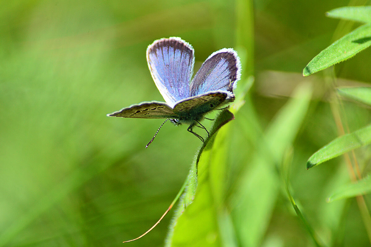 Бабочка  голубяночка - Геннадий Супрун