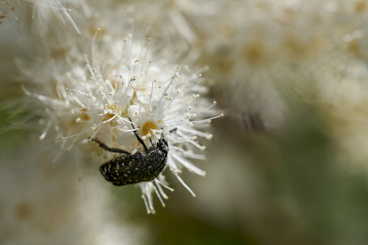 Жук ) - Борис Устюжанин Жук ) - Борис Устюжанин