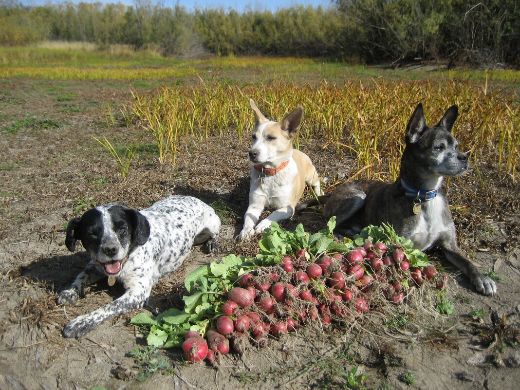 Насобирали - Anna Ivanova