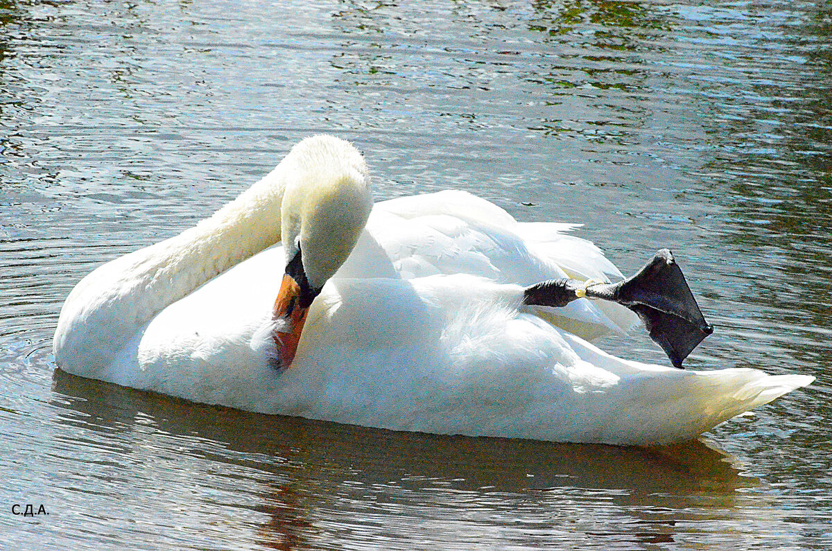 Водные процедуры... - Дмитрий 