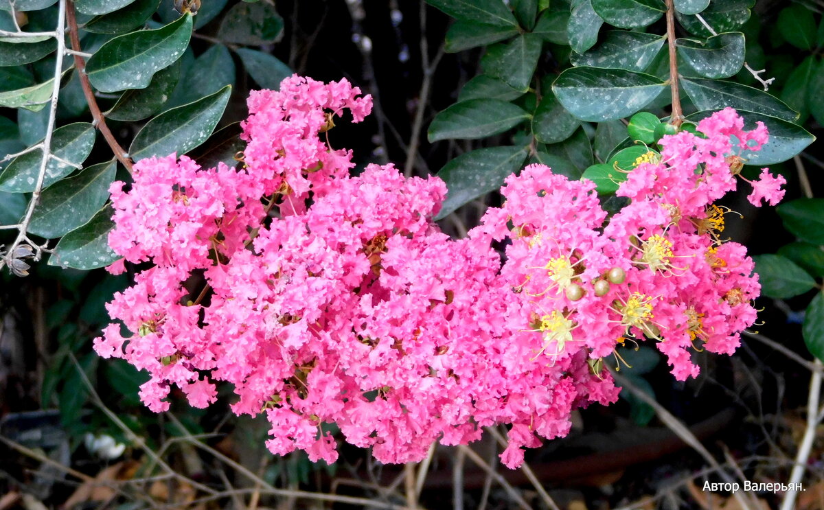 Ветка Индийской сирени. - Валерьян Ветка Индийской сирени. - Валерьян