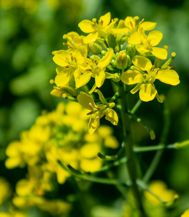 Горчица - Светлана SvetNika17