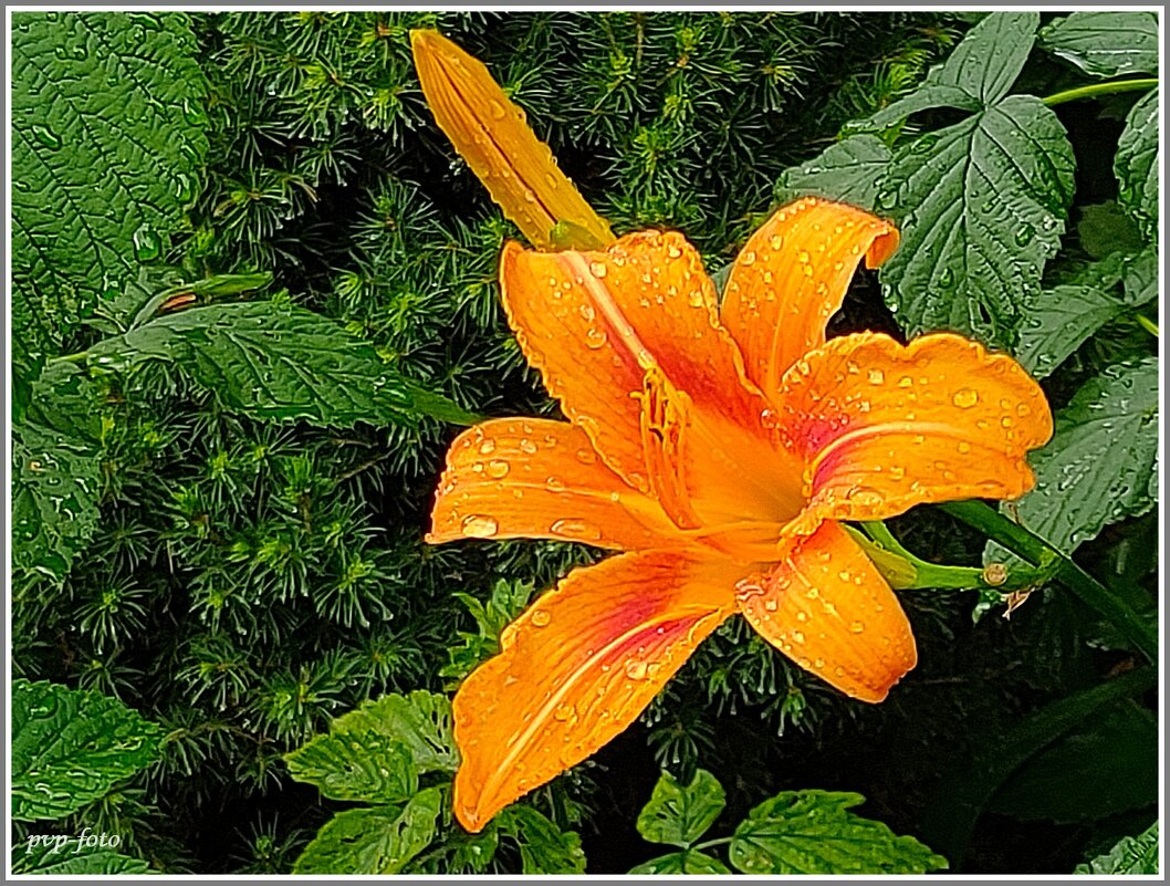 Вот и дождичек прошел. - Владимир Попов