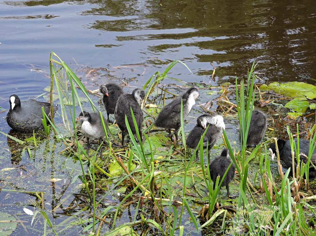 Подросшие лысушата чистят пёрышки - Мария Васильева