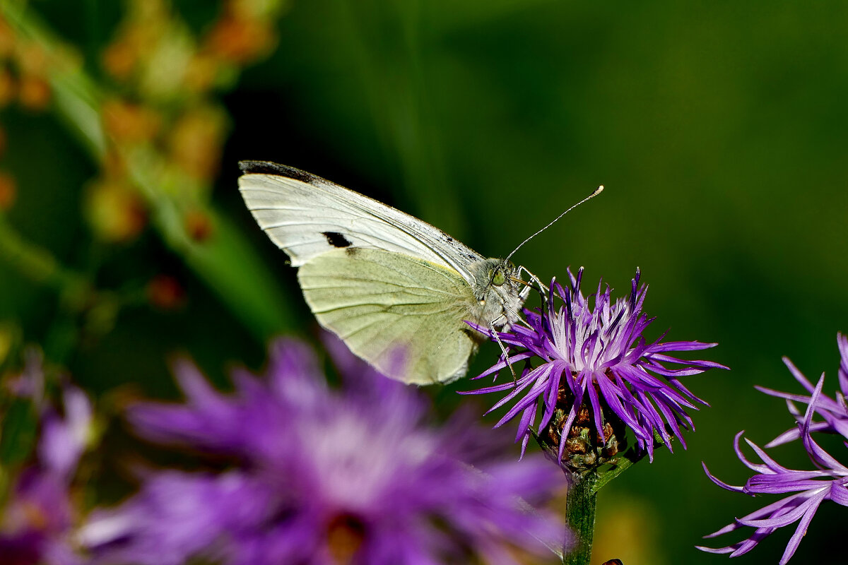 из снятого вчера 4 - Александр Прокудин из снятого вчера 4 - Александр Прокудин