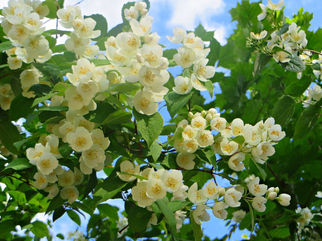 парк - марта Камушкина