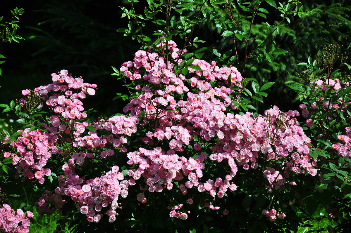 Розы - Александр Конов