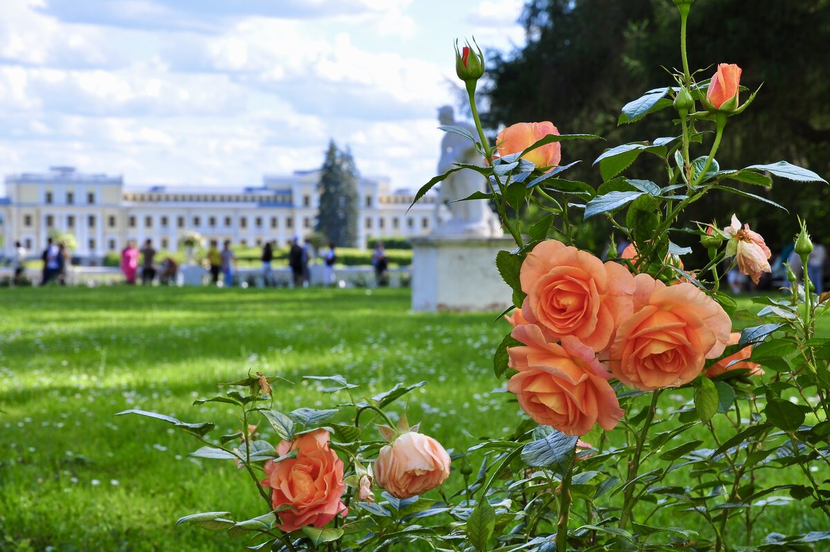 Розы на природе - Александр Конов