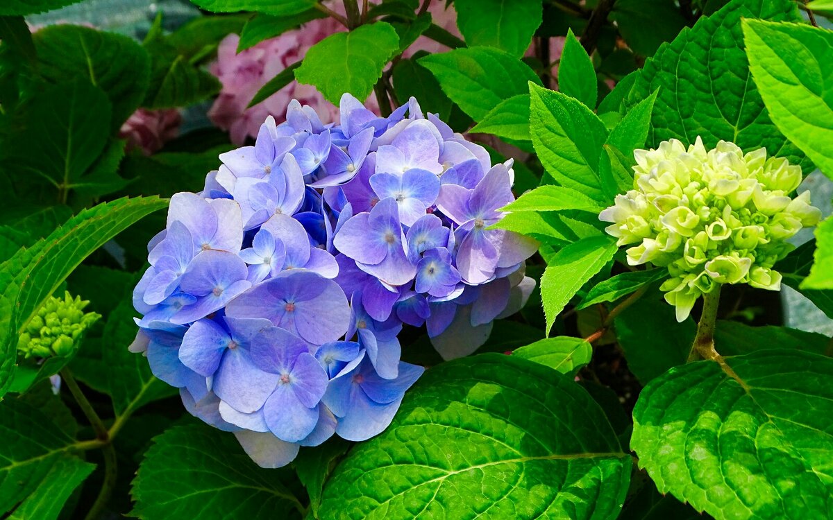 О красоте цветов. - Милешкин Владимир Алексеевич О красоте цветов. - Милешкин Владимир Алексеевич