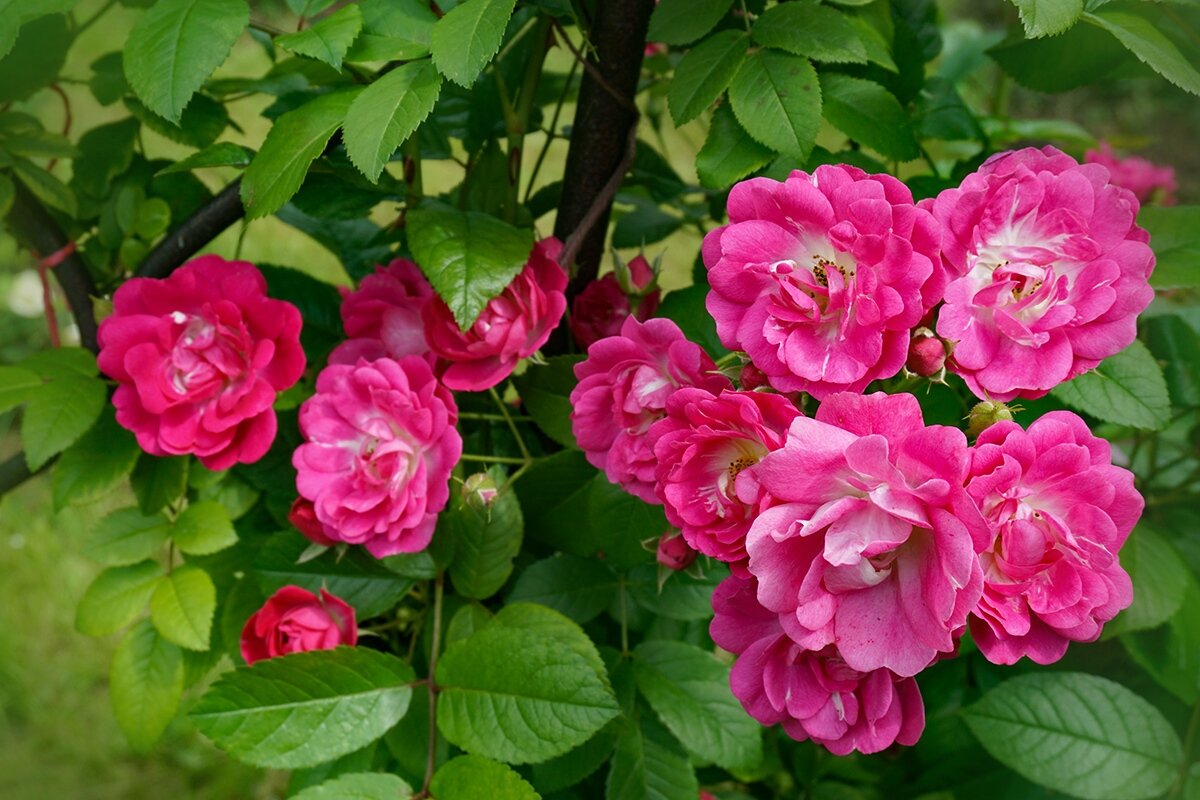 В розарии - Ольга В розарии - Ольга