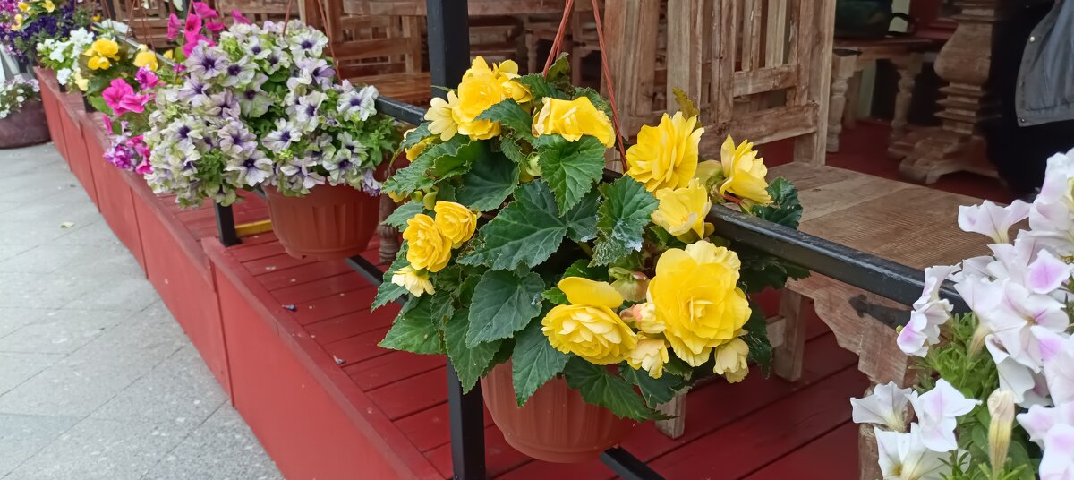 городские цветы - Галина R...