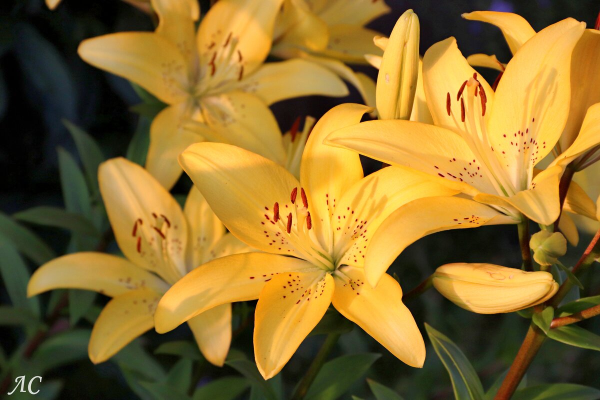 Лилии, вновь лилии. - Любовь Сахарова Лилии, вновь лилии. - Любовь Сахарова