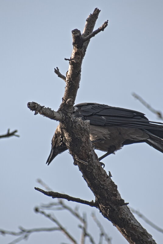 В буфете обьедкиии ,лечуууу - Giant Tao /