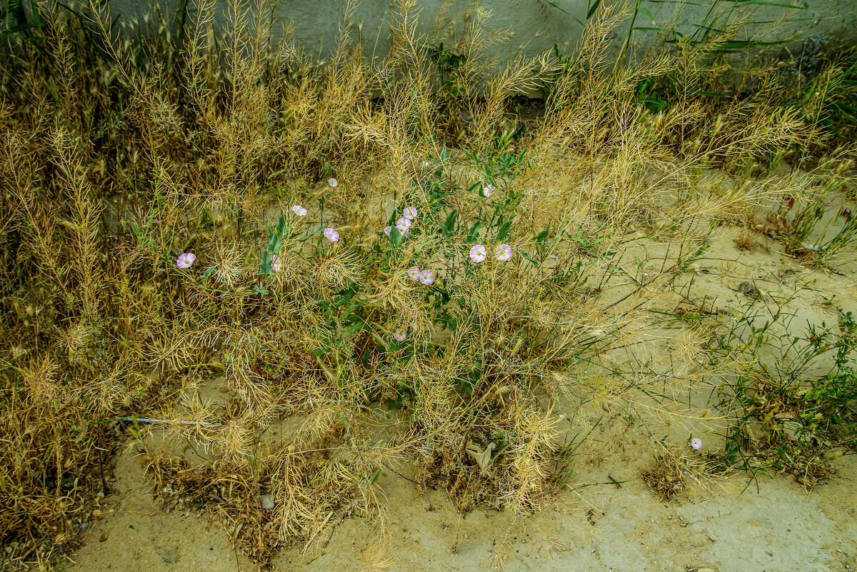 Сорняки - Анатолий Чикчирный