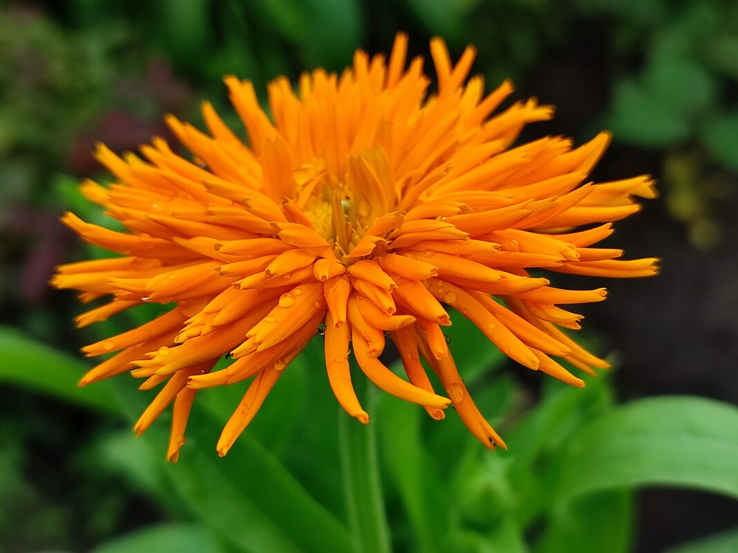 Календулы оранжевые лучи - Валентина Богатко Календулы оранжевые лучи - Валентина Богатко