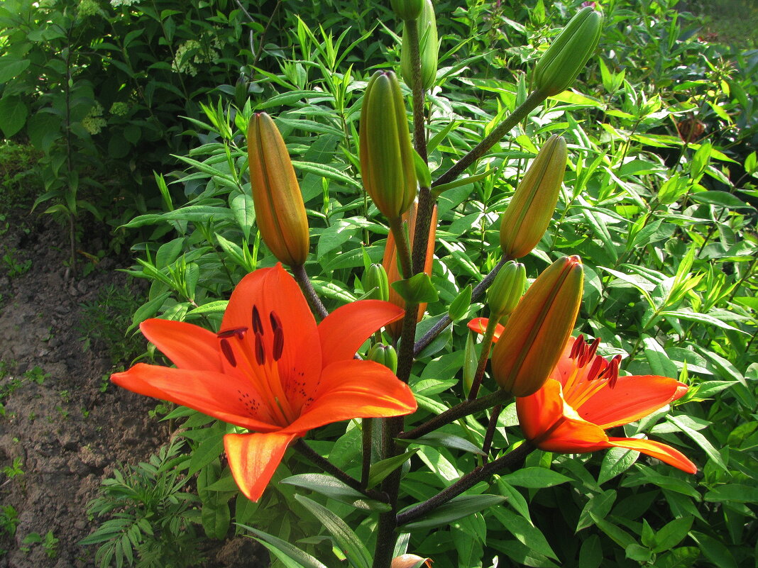 Красивая лилия - Людмила Смородинская Красивая лилия - Людмила Смородинская