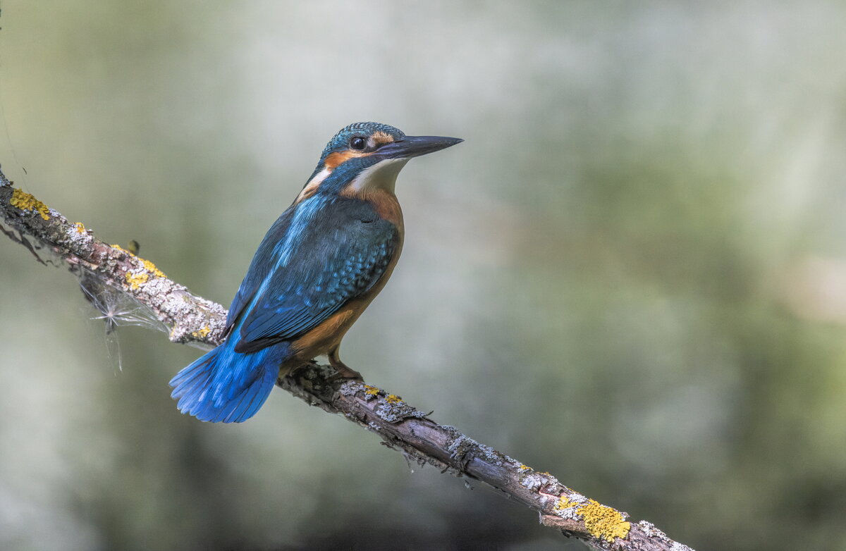зимородок. - юрий макаров