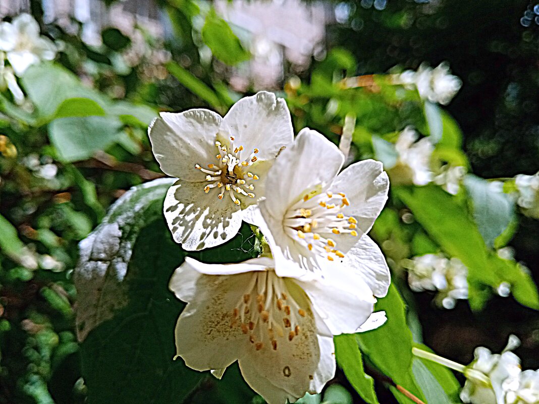 Цветы. - Владимир Драгунский