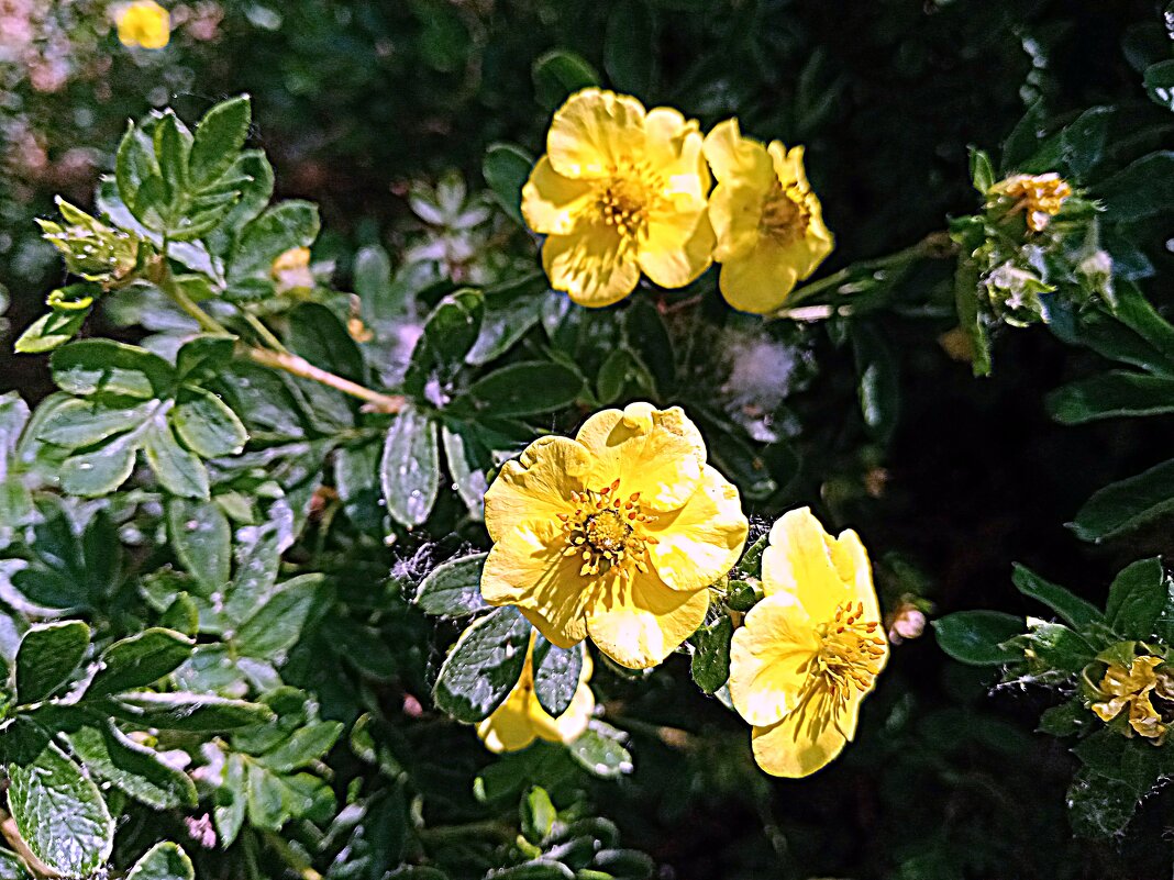 Цветы. - Владимир Драгунский Цветы. - Владимир Драгунский