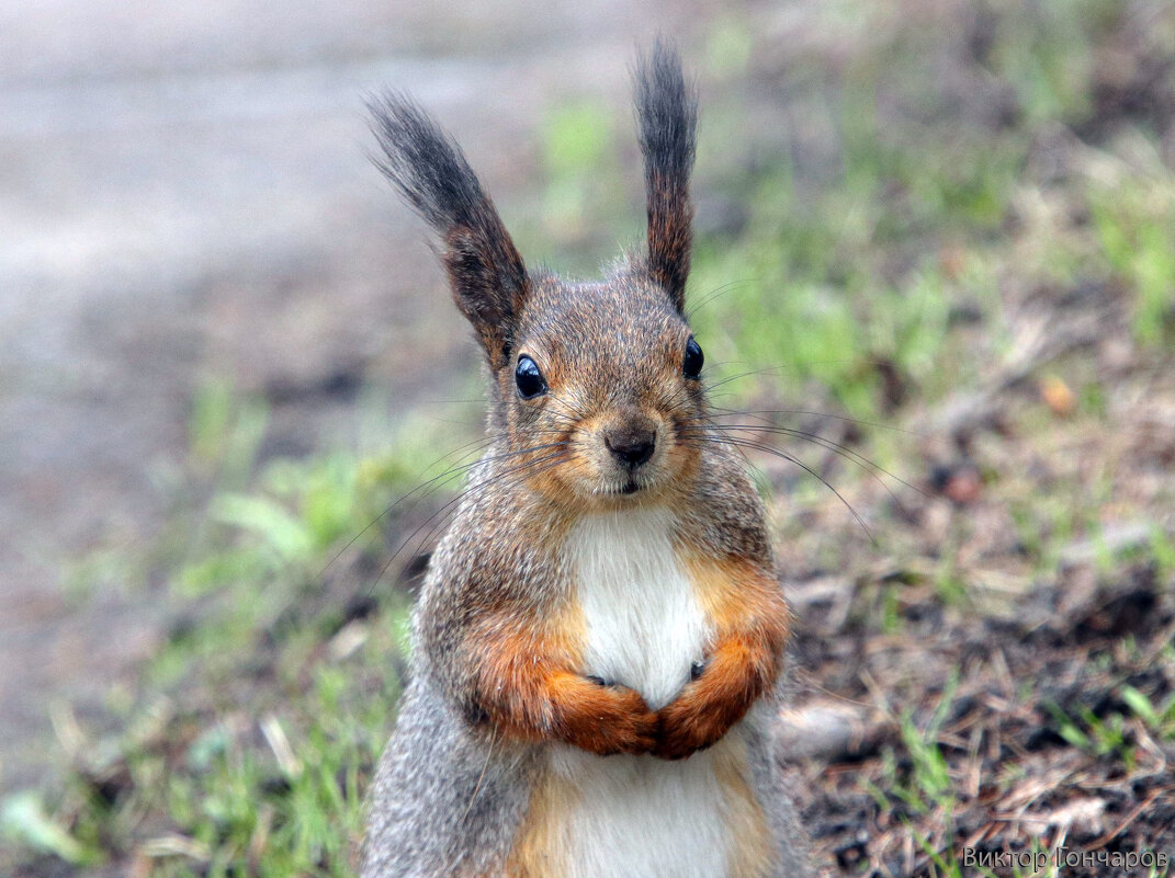 белка - Laryan1 