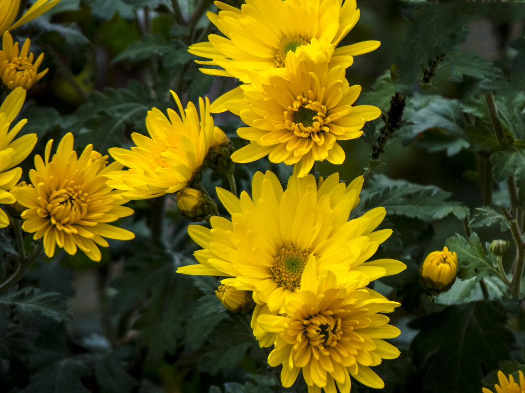 Жёлтые Хризантемы - Валентин Семчишин