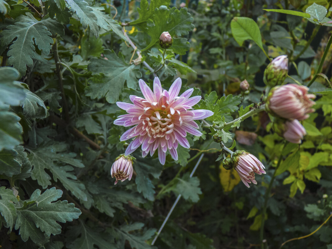 Хризантема - Валентин Семчишин