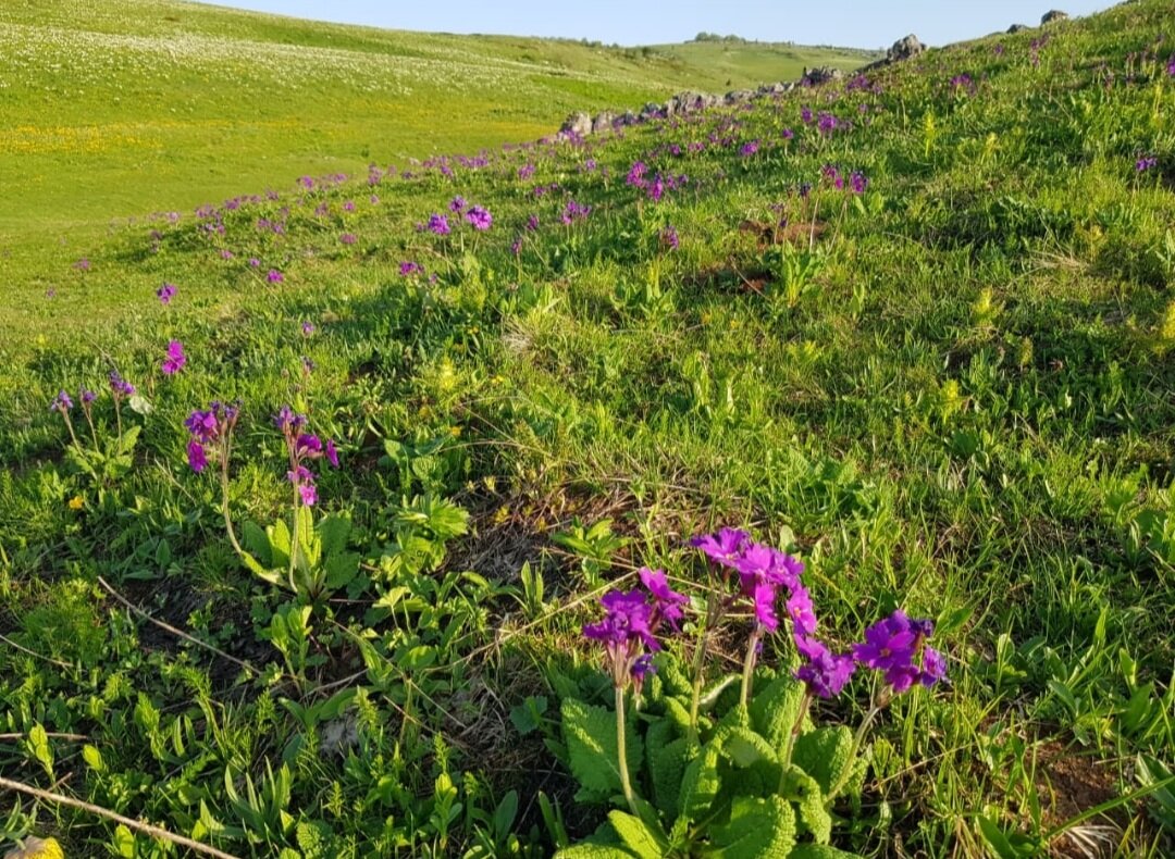 Альпийские луга плато Лагонаки - Tata Wolf