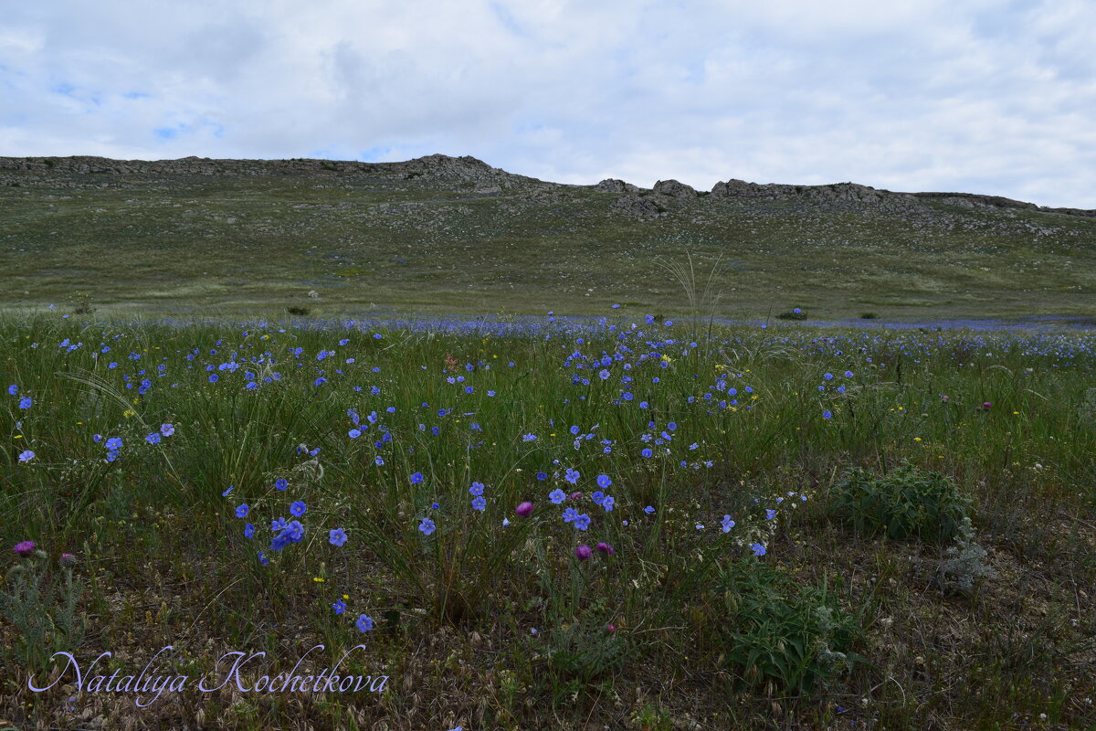 Природа Крыма - Amazing Cosmea