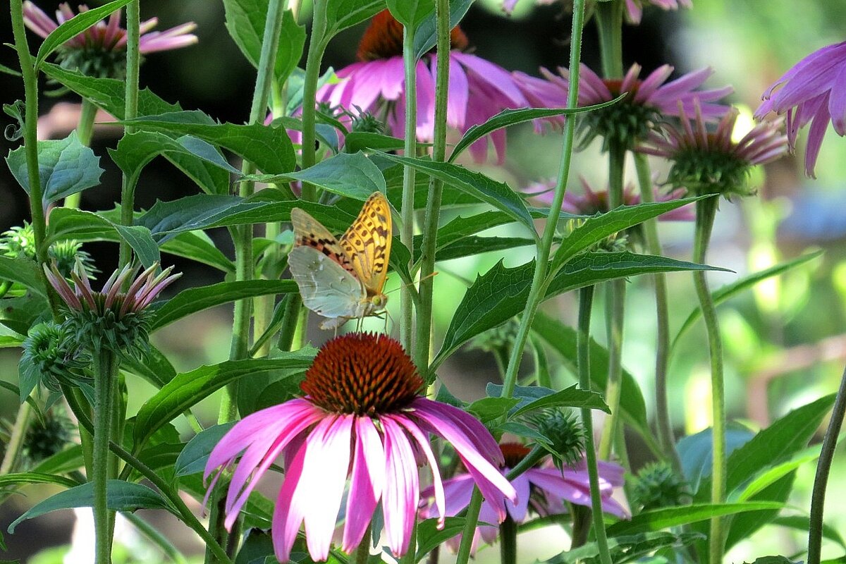 Фиолетовое утро ))) - Natali 