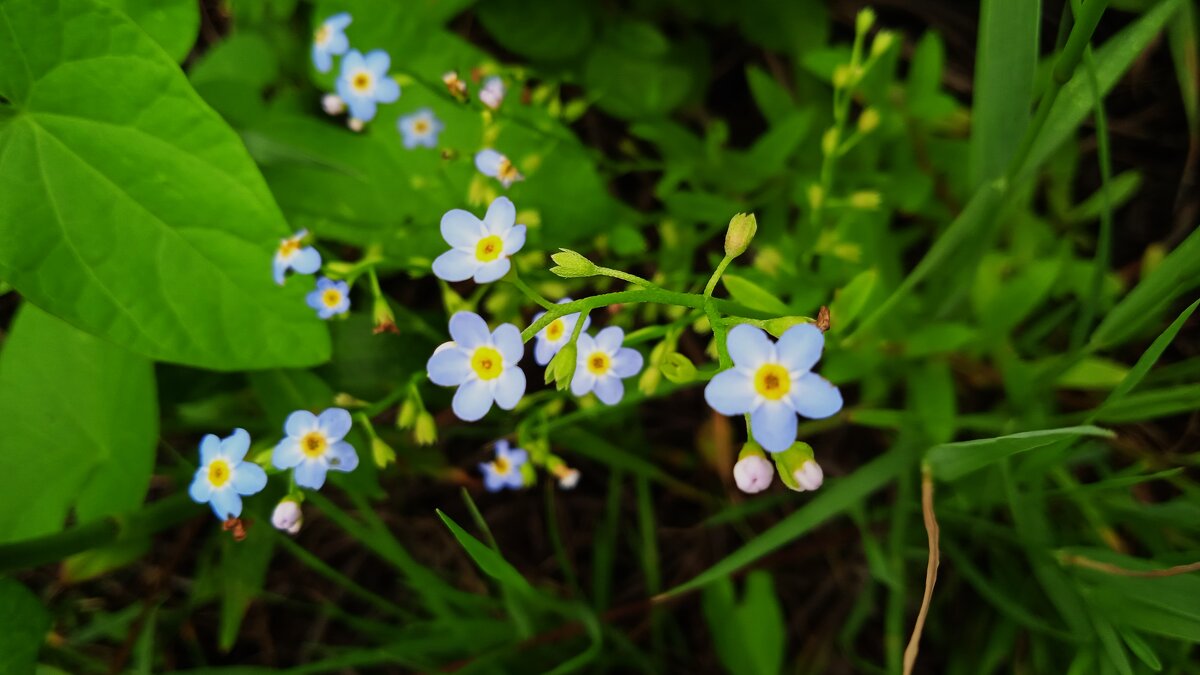 цветы детства  незабудки - Елена Шаламова