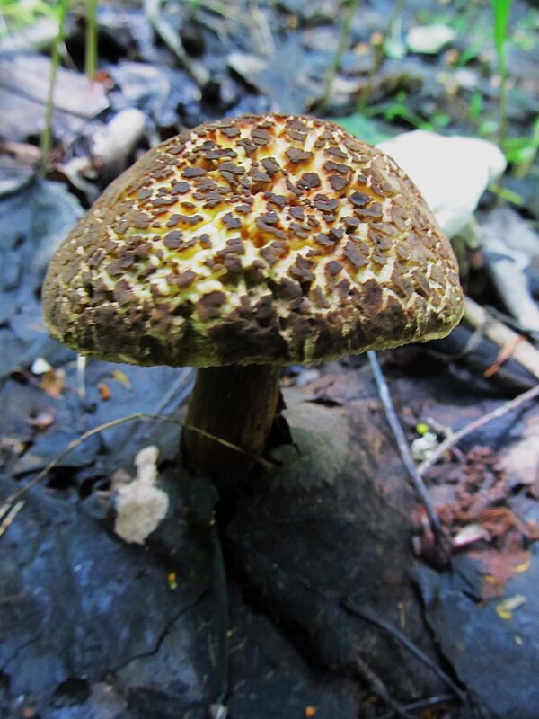 сезон моховиков - Елена Шаламова