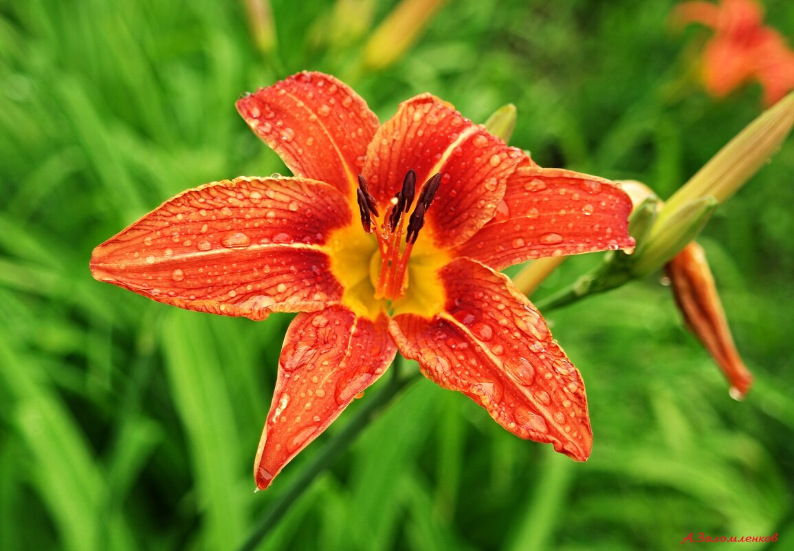 Лето цветущее.. - Андрей Заломленков Лето цветущее.. - Андрей Заломленков