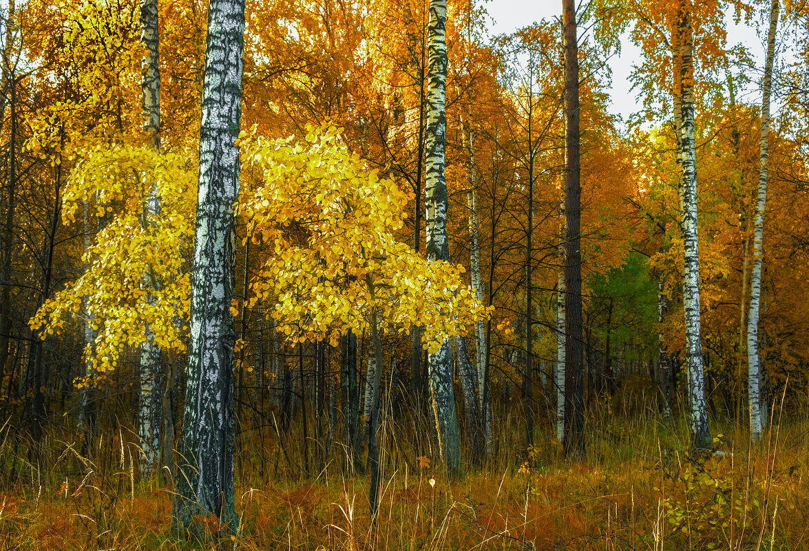 .... - александр 