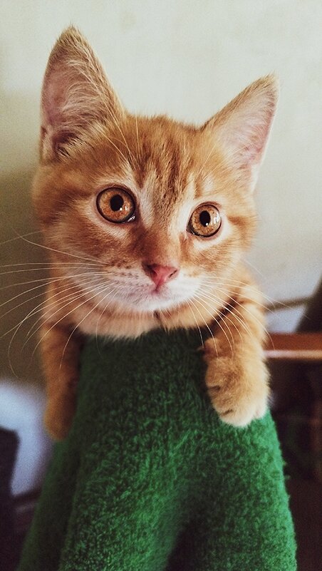 Кот - Pavel Bamboleo