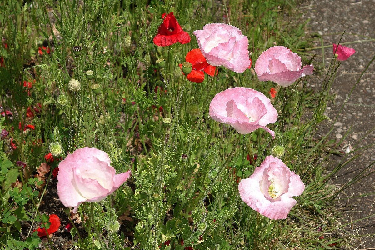 Мак - Рита Симонова