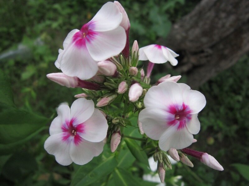 Флокс метельчатый Алёнушка - Дмитрий Никитин