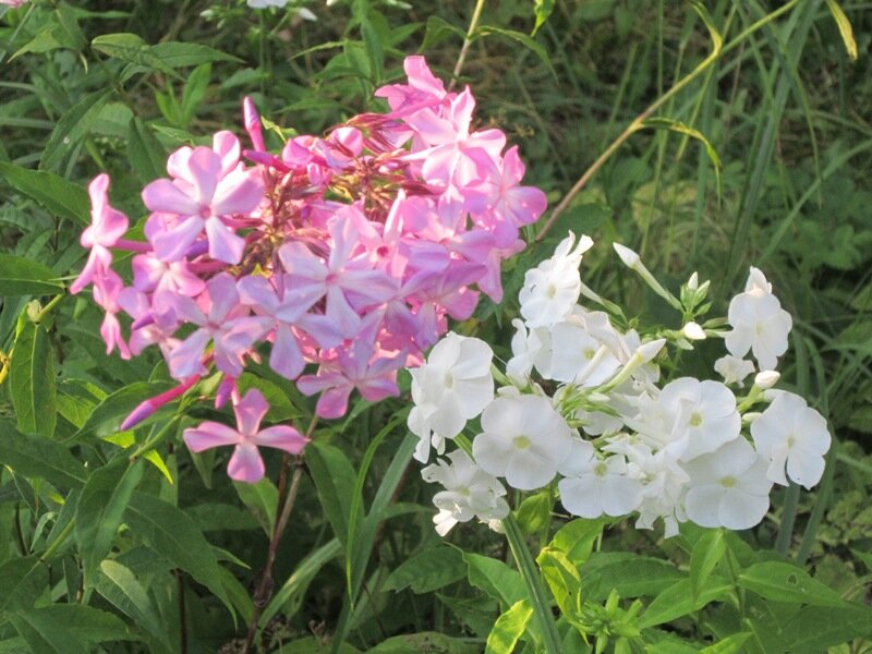 Флоксы розовые и белые - Дмитрий Никитин