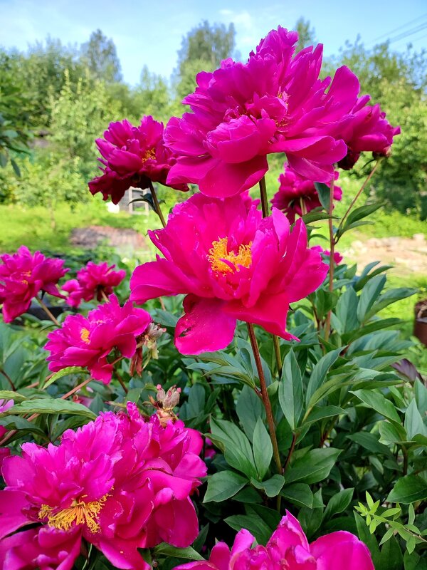 Лето,ах лето... - Ирина 