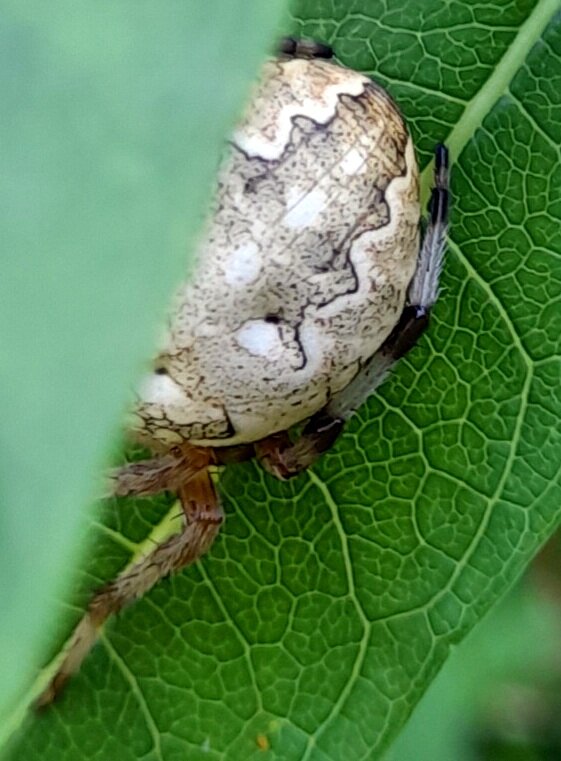Паук под прикрытием . - Мила Бовкун