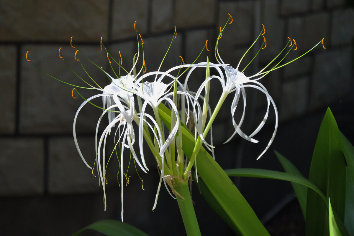 Гименокаллис - Татьяна Машошина