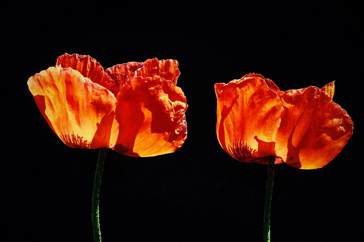 Маки в моём саду... - Владимир Шошин Маки в моём саду... - Владимир Шошин