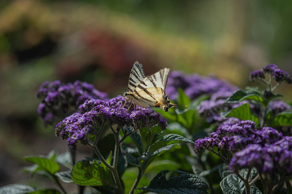 ... - Елена Ахромеева