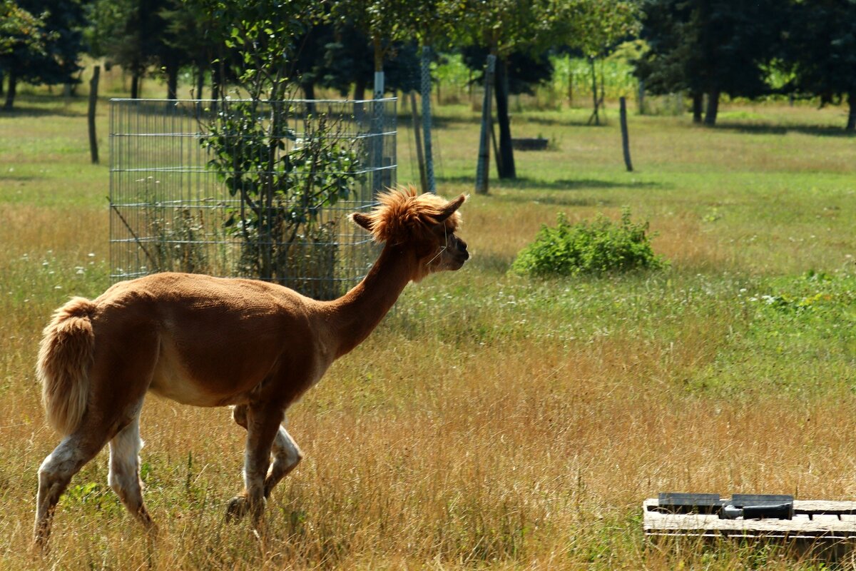 Пойду погуляю. - Юрий. Шмаков